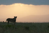 Lion sunset